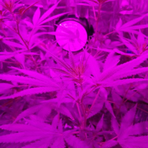 Genética desconocida predominancia Sativa  growlog timeline photo
