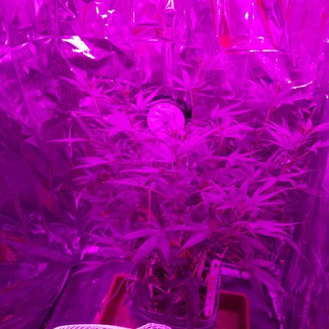 Genética desconocida predominancia Sativa  growlog timeline photo
