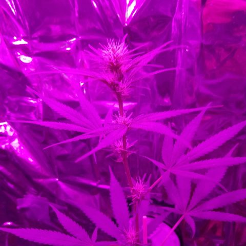 Genética desconocida predominancia Sativa  growlog timeline photo
