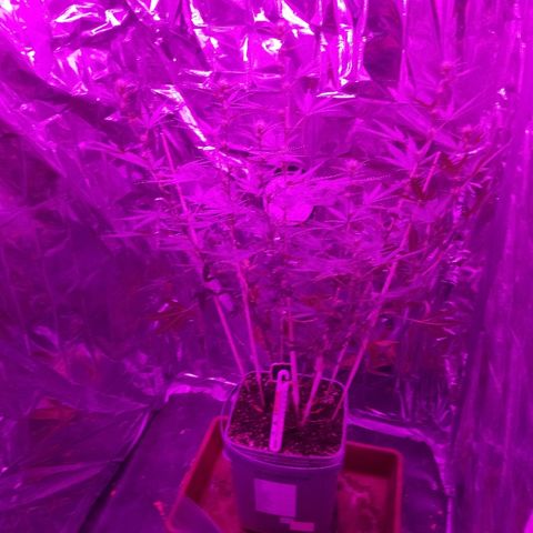 Genética desconocida predominancia Sativa  growlog timeline photo