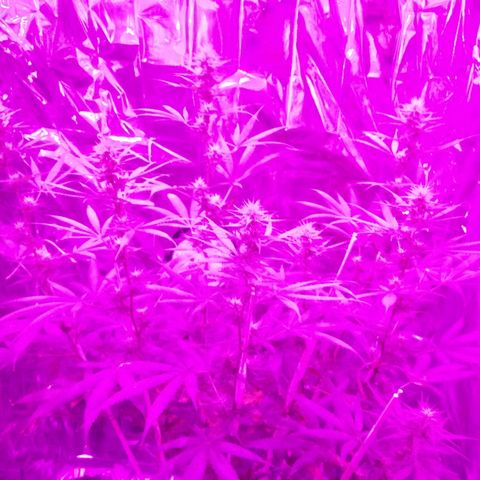 Genética desconocida predominancia Sativa  growlog timeline photo