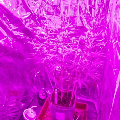 Genética desconocida predominancia Sativa  growlog timeline photo