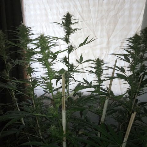 Genética desconocida predominancia Sativa  growlog timeline photo