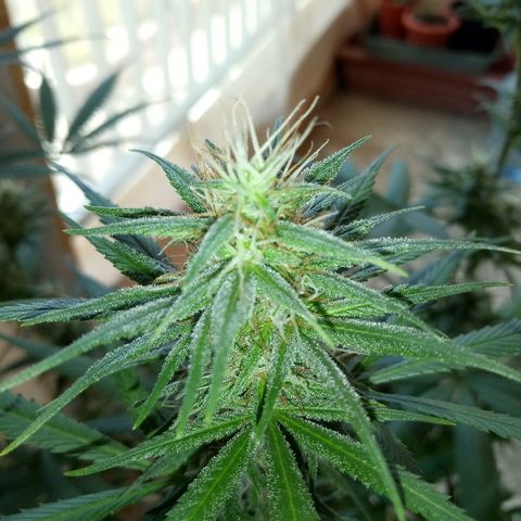 Genética desconocida predominancia Sativa  growlog timeline photo