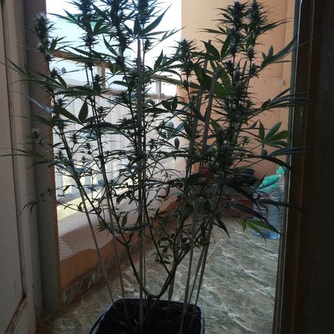 Genética desconocida predominancia Sativa  growlog timeline photo