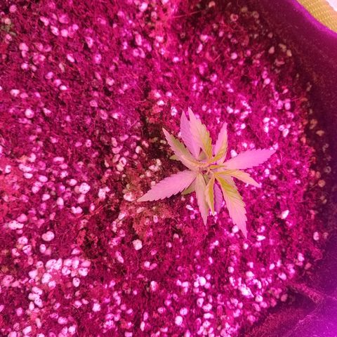 Bubblegum breath  #2 growlog timeline photo