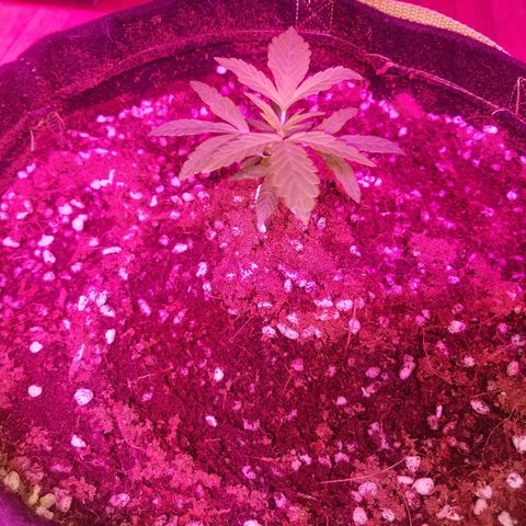 Bubblegum breath  #1 growlog timeline photo