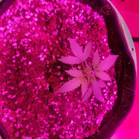 Kracken #1 growlog timeline photo