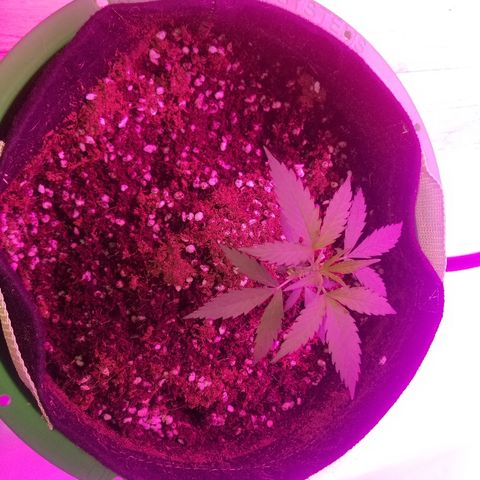 Kracken #2 growlog timeline photo