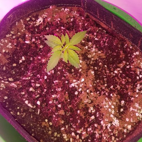 G14 #1 growlog timeline photo