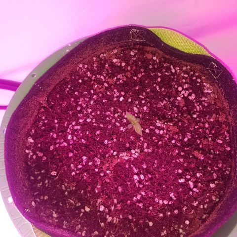Bam Bam #2 growlog timeline photo