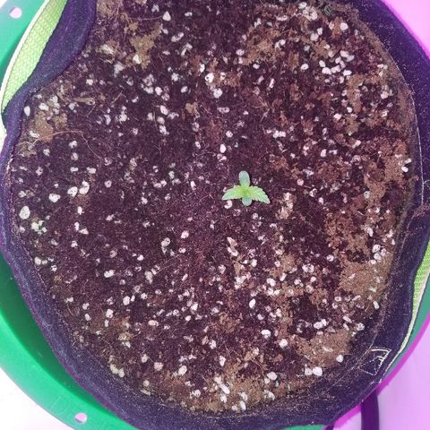 Bam Bam #1 growlog timeline photo