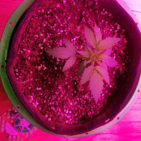 Bitchen Camaro  growlog timeline photo