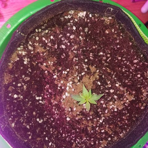 White widow  #1 growlog timeline photo