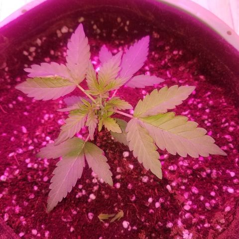 Bitchen Camaro  growlog photo: Topped