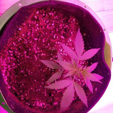 Kracken #2 growlog timeline photo