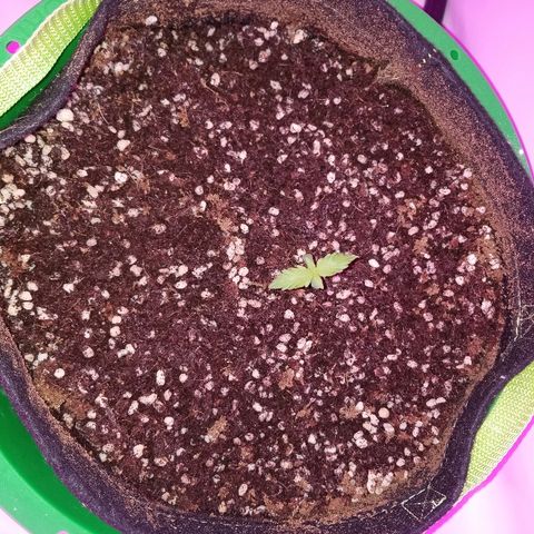 Bam Bam #2 growlog timeline photo