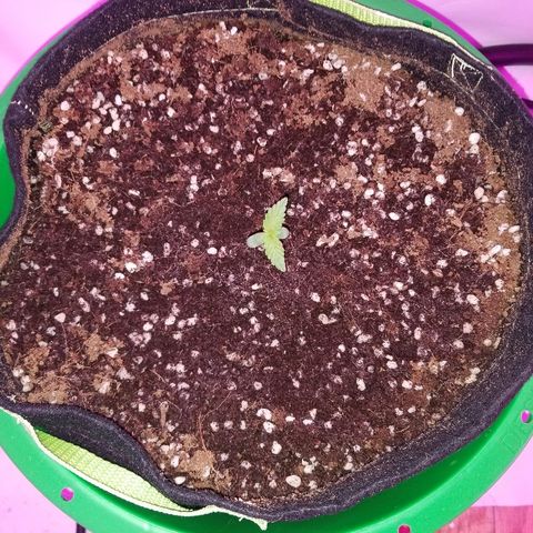 Bam Bam #1 growlog timeline photo