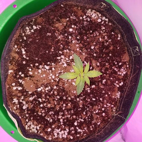 Do Si Dos Auto growlog timeline photo