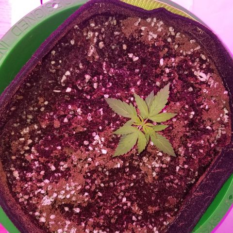 G14 #1 growlog timeline photo