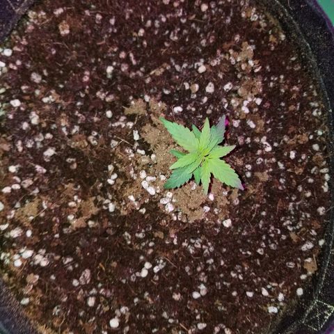 White widow  #1 growlog timeline photo