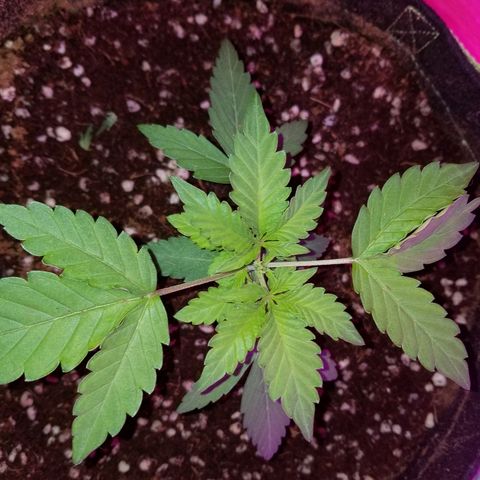 Bitchen Camaro  growlog timeline photo