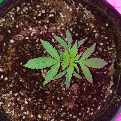 Bubblegum breath  #1 growlog timeline photo