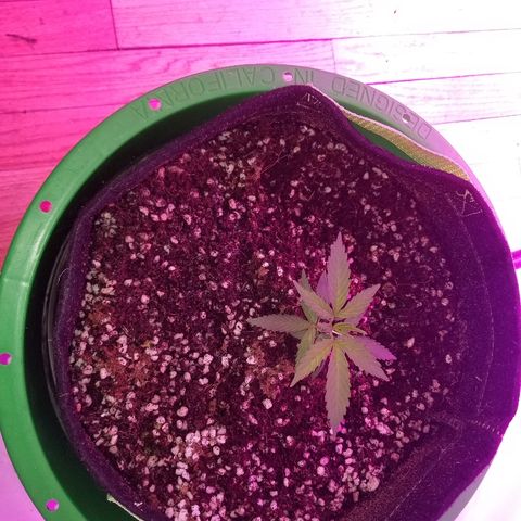 Bubblegum breath  #2 growlog timeline photo