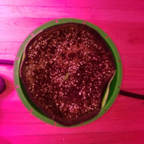 Bam Bam #3 growlog timeline photo