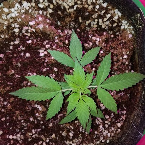 Kracken #1 growlog timeline photo