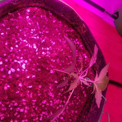 Bitchen Camaro  growlog timeline photo