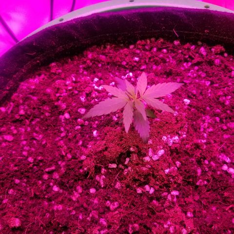 White widow  #1 growlog timeline photo