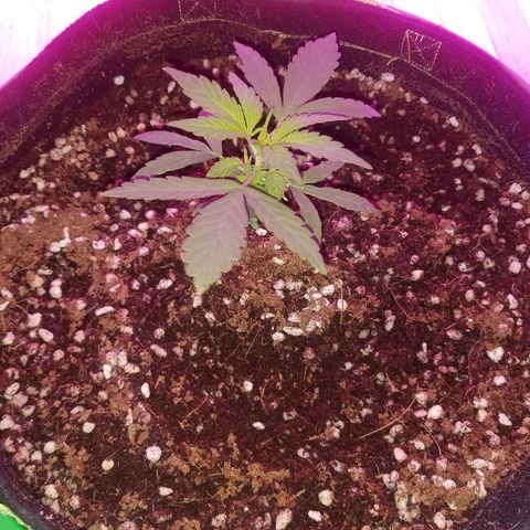 Bubblegum breath  #1 growlog timeline photo