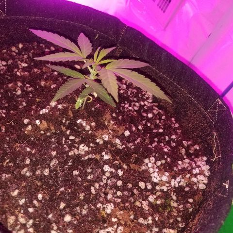 Bubblegum breath  #2 growlog timeline photo