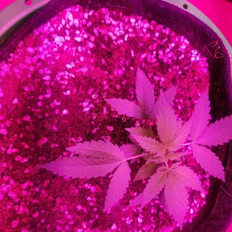Kracken #1 growlog timeline photo