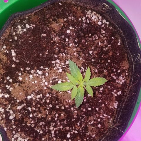 Do Si Dos Auto growlog timeline photo
