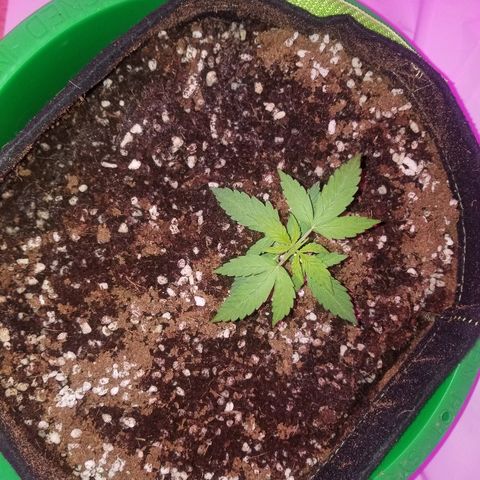 G14 #1 growlog timeline photo