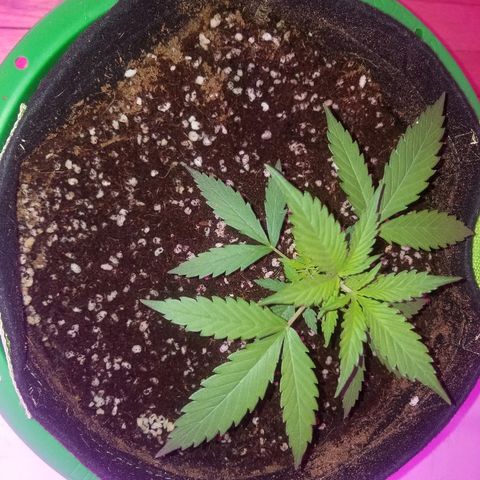 Kracken #2 growlog timeline photo