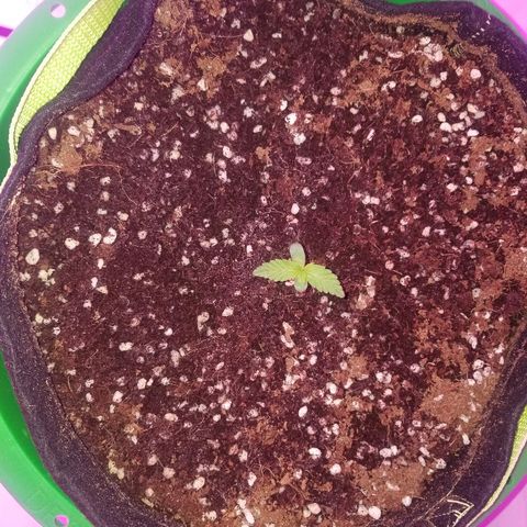 Bam Bam #1 growlog timeline photo