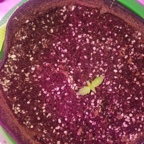 Bam Bam #2 growlog timeline photo