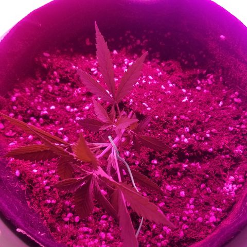 Kracken #2 growlog photo: Lst
