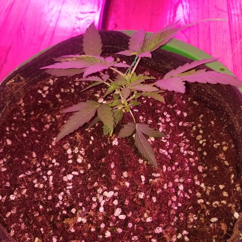 Bitchen Camaro  growlog timeline photo