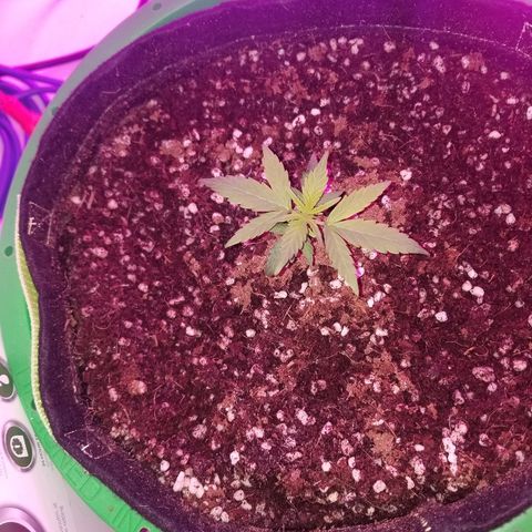 White widow  #1 growlog timeline photo