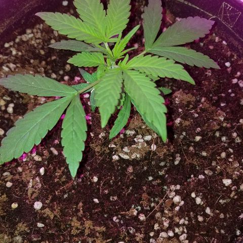 Bubblegum breath  #1 growlog timeline photo