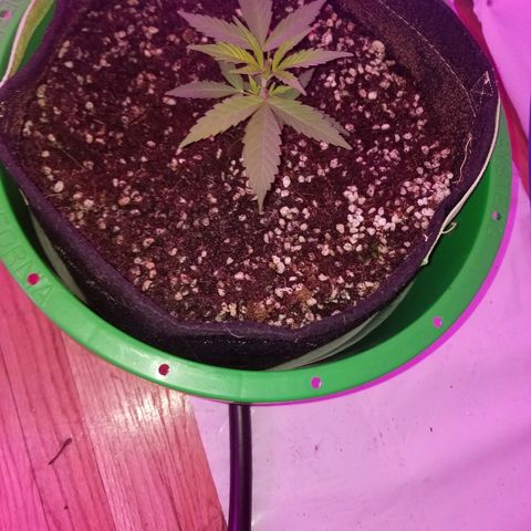 Bubblegum breath  #2 growlog timeline photo