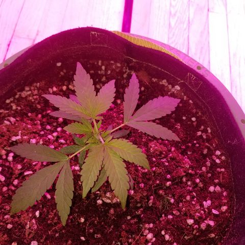 Bubblegum breath  #1 growlog photo: Topped 