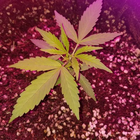 Bubblegum breath  #2 growlog photo: Topped
