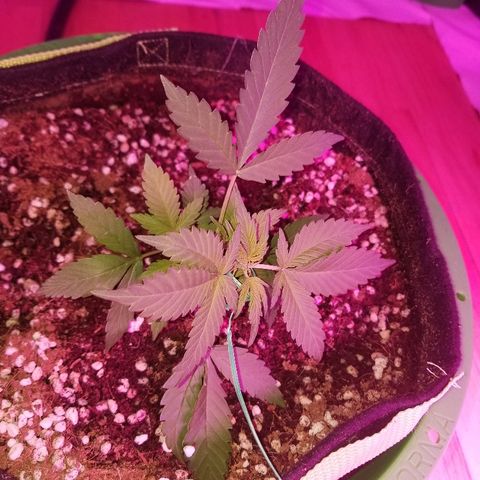 Kracken #1 growlog photo: Lst