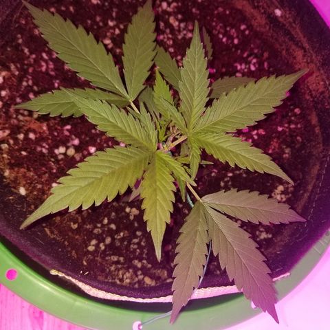 Kracken #2 growlog timeline photo