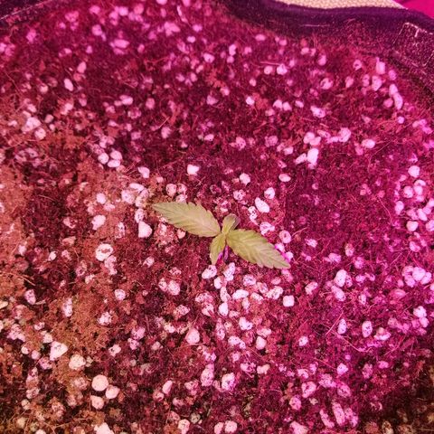 Bam Bam #3 growlog timeline photo